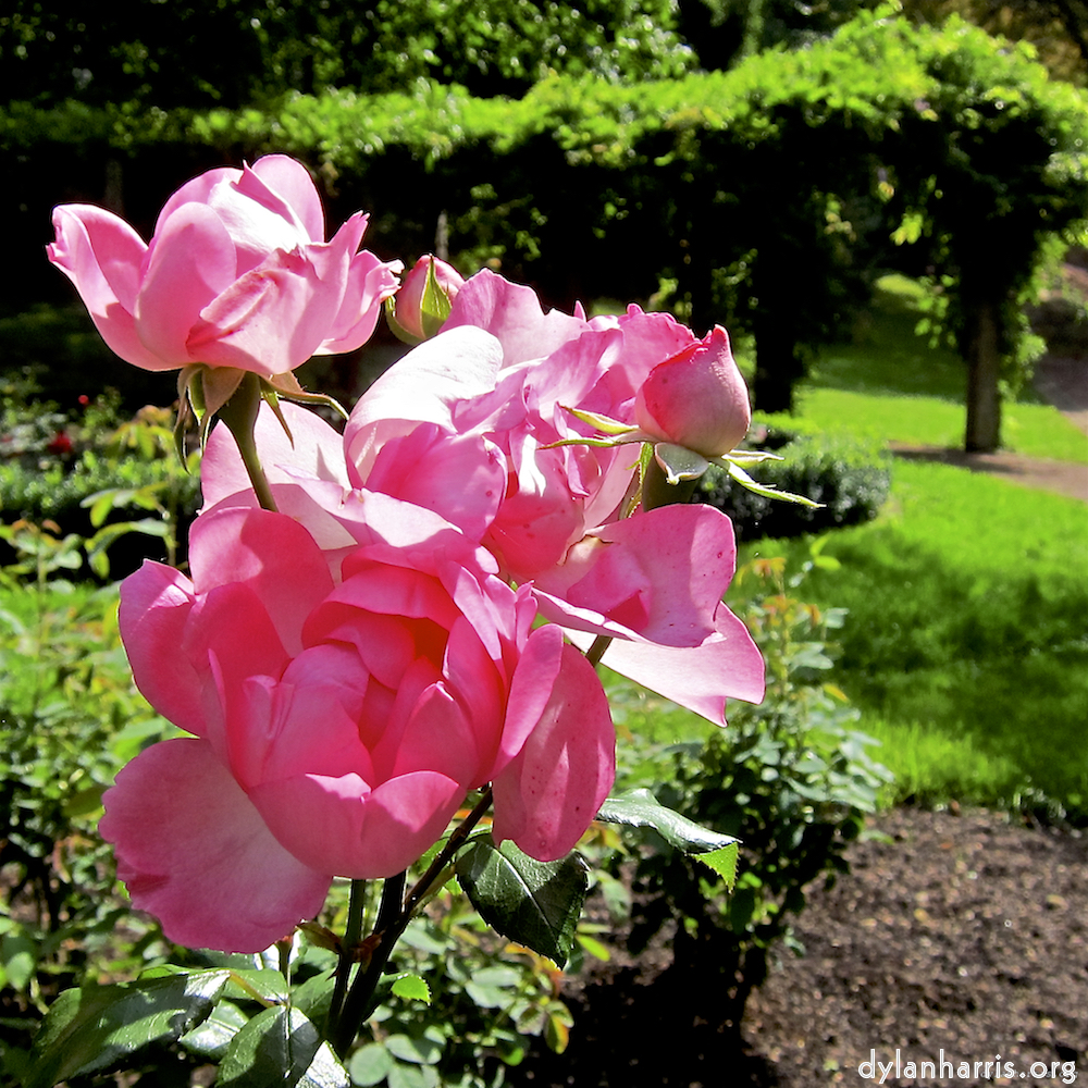 Image: Image 'escher blummen (lxix) 9'.