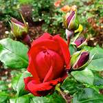 Image: Third image from the photoset 'escher blummen (lxix)'.