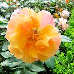 Image: Fourth image from the photoset 'escher blummen (lxix)'.