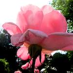 Image: Fifth image from the photoset 'escher blummen (lxix)'.