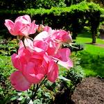 Image: Ninth image from the photoset 'escher blummen (lxix)'.