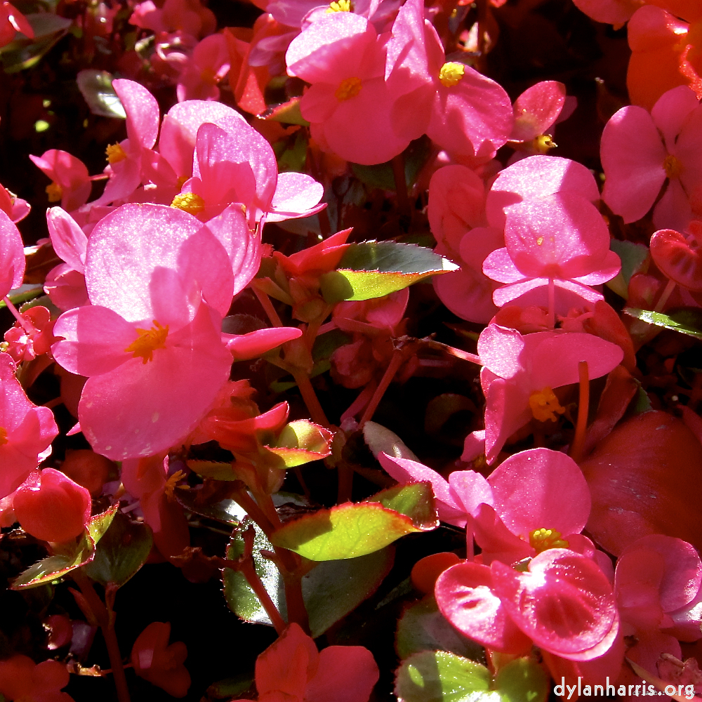 image: This is ‘
escher blummen (lxx) 1
’.