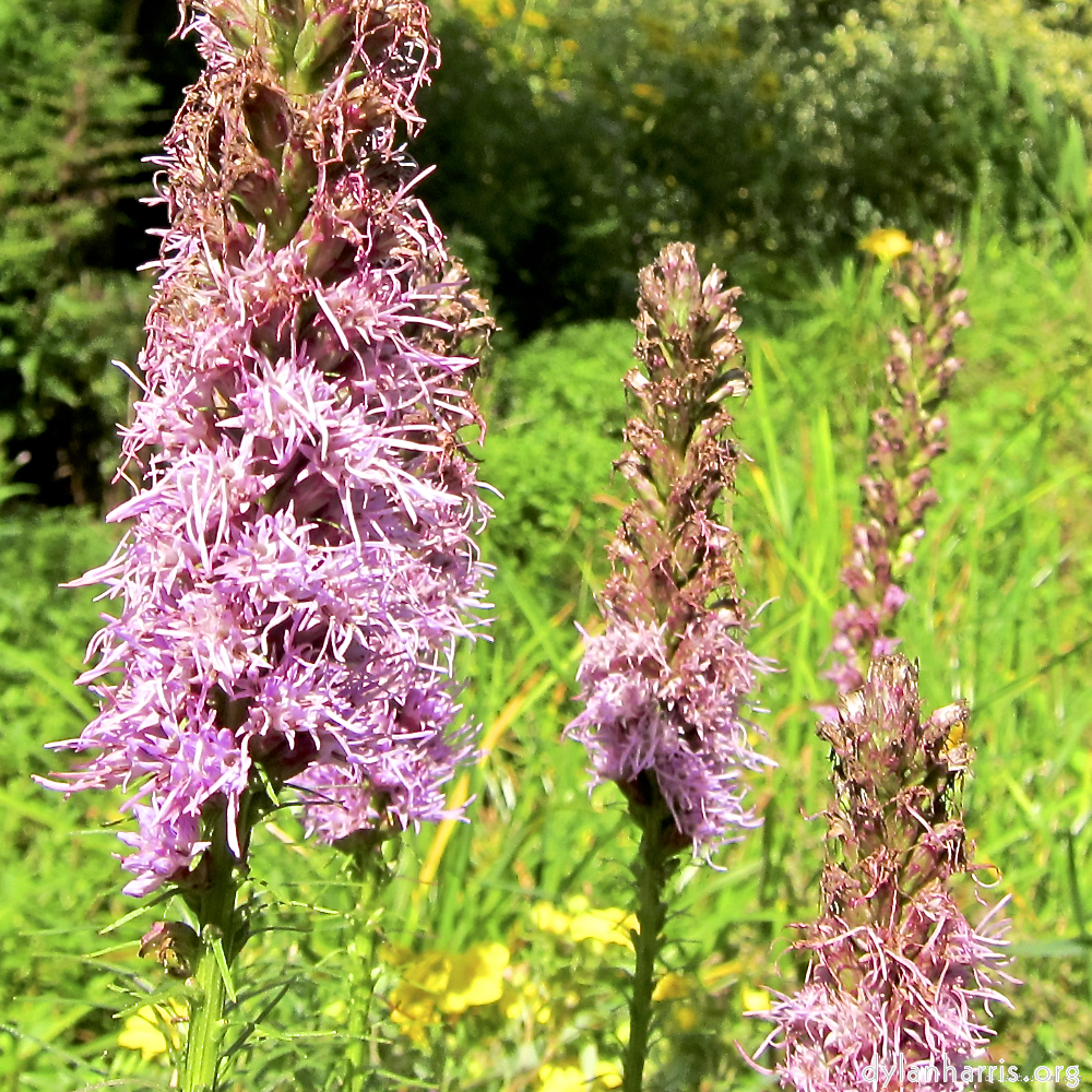 Image: Image 'escher blummen (lxx) 5'.