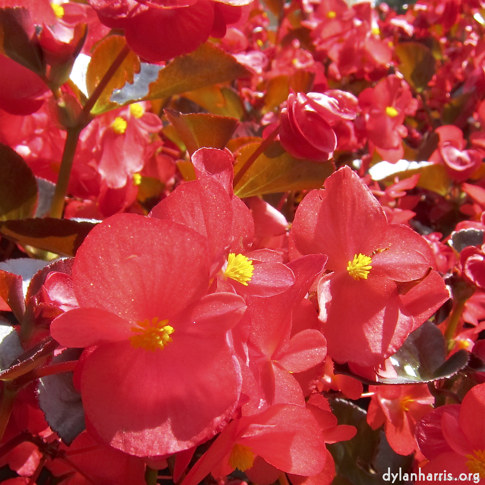 Image: Image 'escher blummen (lxx) 7'.