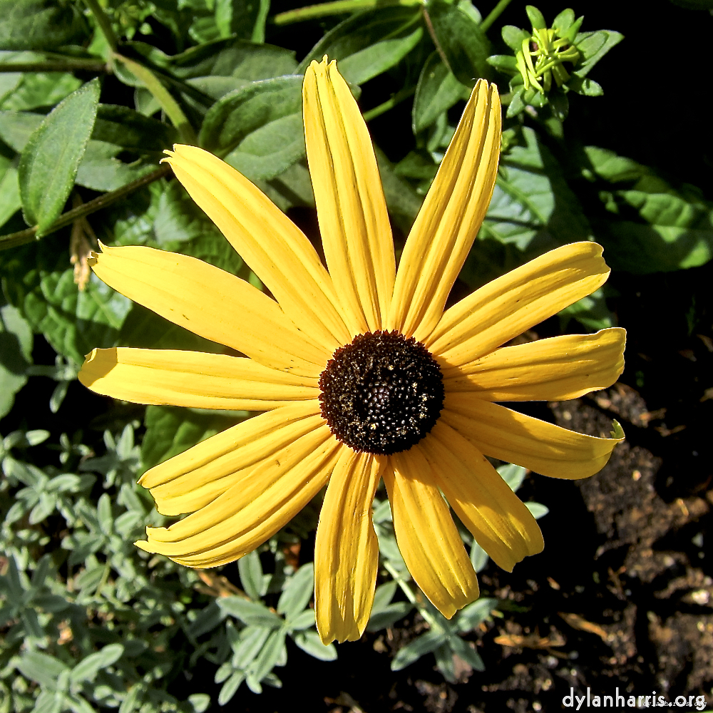 image: This is ‘
escher blummen (lxx) 9
’.