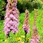 Image: Fifth image from the photoset 'escher blummen (lxx)'.