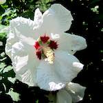 Image: Sixth image from the photoset 'escher blummen (lxx)'.