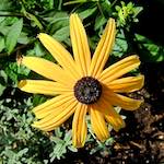 Image: Ninth image from the photoset 'escher blummen (lxx)'.