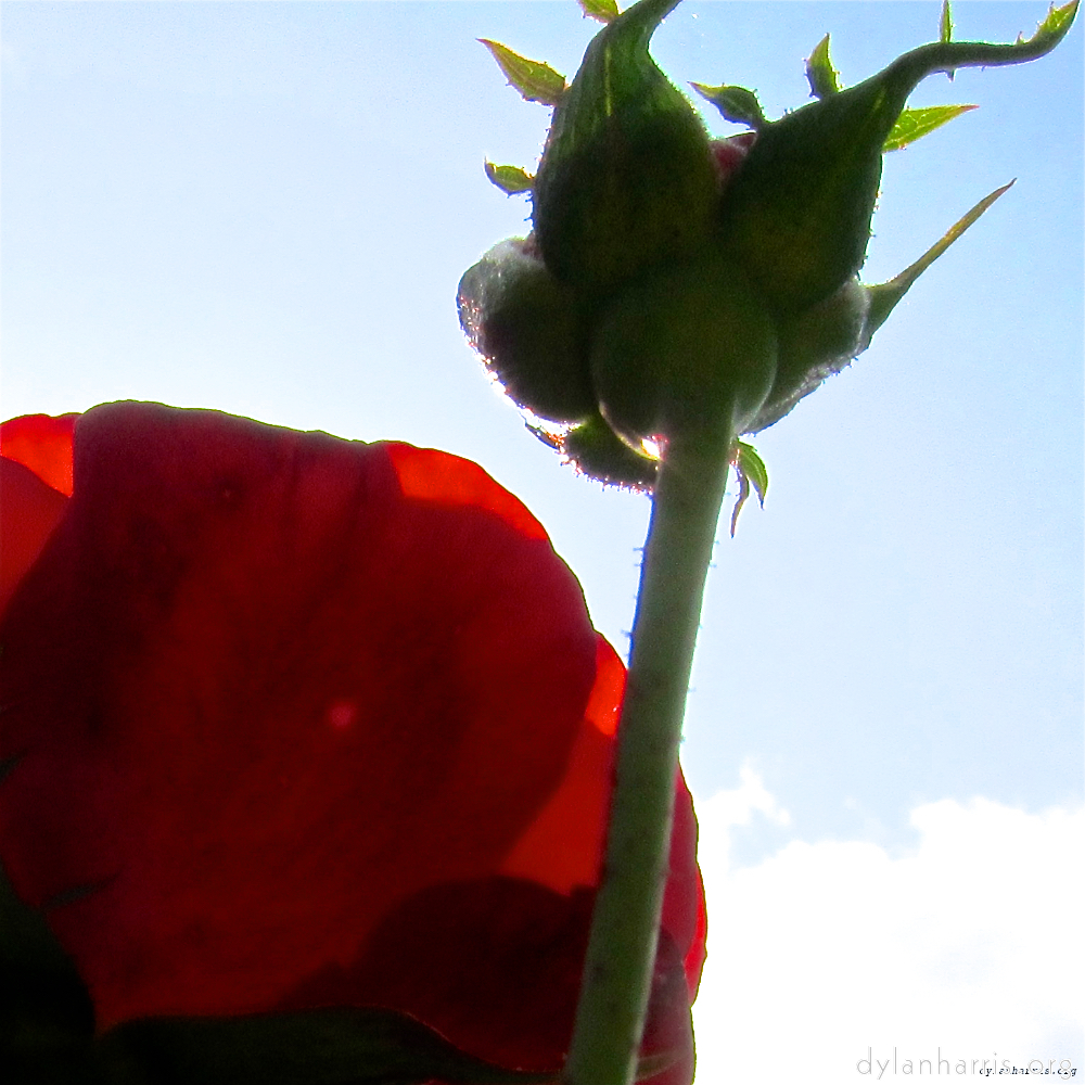 Image: Image 'parc (xx) 4'.