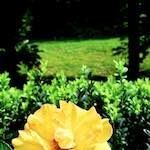 Image: First image from the photoset 'parc (xx)'.