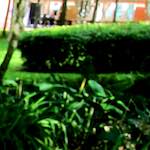 Image: Second image from the photoset 'parc (xx)'.