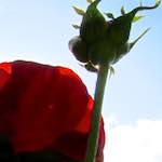 Image: Fourth image from the photoset 'parc (xx)'.