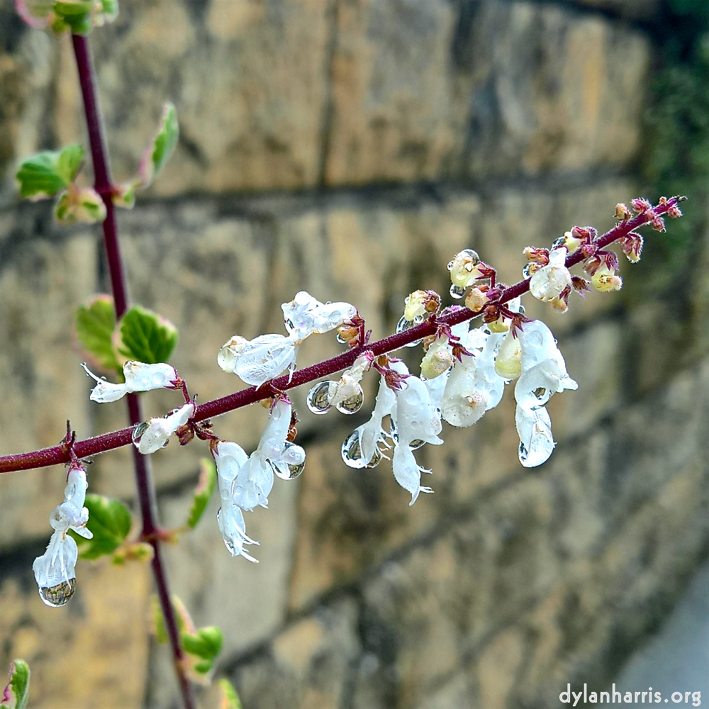 image: This is ‘
escher blummen (cxxxix) 2
’.