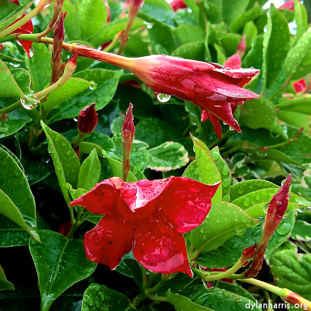 image: This is ‘
escher blummen (cxxxix) 3
’.