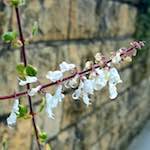 image: Image from the photoset ‘
escher blummen (cxxxix)
’.