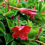 image: Image from the photoset ‘
escher blummen (cxxxix)
’.