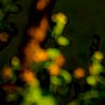 image: Image from the photoset ‘
parc (xxvi)
’.