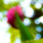 image: Image from the photoset ‘
parc (xxvi)
’.