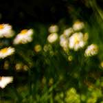 image: Image from the photoset ‘
parc (xxvi)
’.