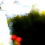 image: Image from the photoset ‘
parc (xxvi)
’.