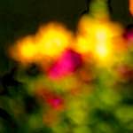 image: Image from the photoset ‘
parc (xxvi)
’.