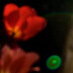 Image: First image from the photoset 'parc (xxvii)'.