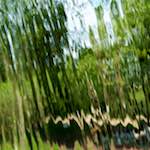 Image: Second image from the photoset 'parc (xxvii)'.