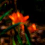 Image: Third image from the photoset 'parc (xxvii)'.