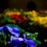 Image: Fourth image from the photoset 'parc (xxvii)'.