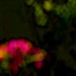 Image: Fifth image from the photoset 'parc (xxvii)'.