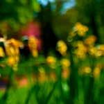 Image: First image from the photoset 'parc (xxviii)'.