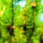 Image: Second image from the photoset 'parc (xxviii)'.