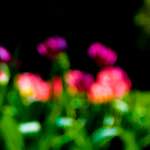 Image: Third image from the photoset 'parc (xxviii)'.