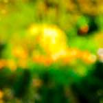 Image: Fourth image from the photoset 'parc (xxviii)'.