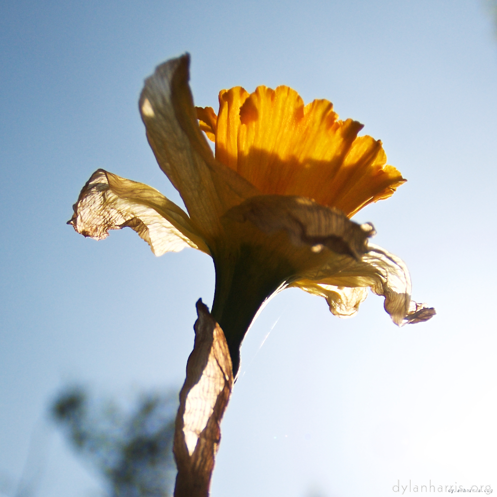 image: This is ‘
escher blummen (lxxxiv) 1
’.