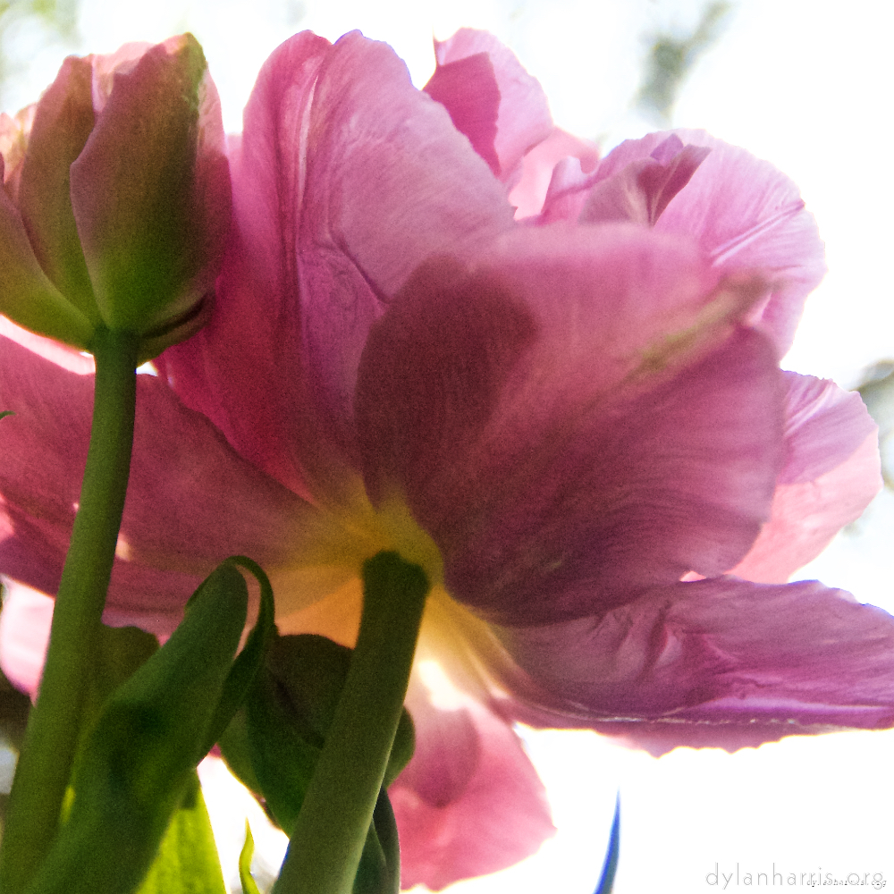 image: This is ‘
escher blummen (lxxxiv) 2
’.