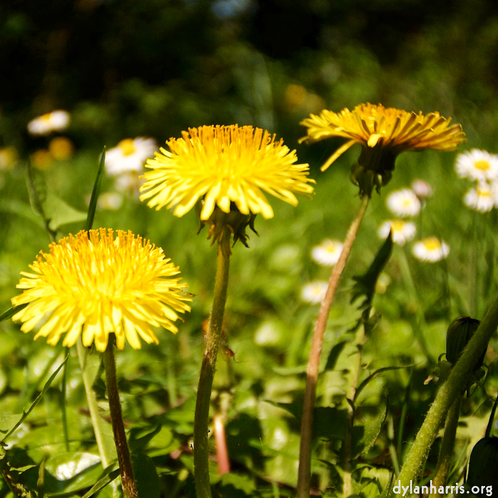 image: This is ‘
escher blummen (lxxxiv) 4
’.