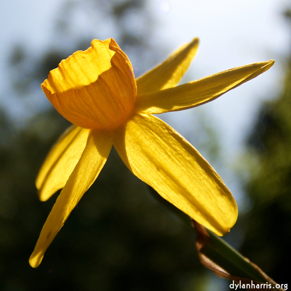 image: This is ‘
escher blummen (lxxxiv) 6
’.