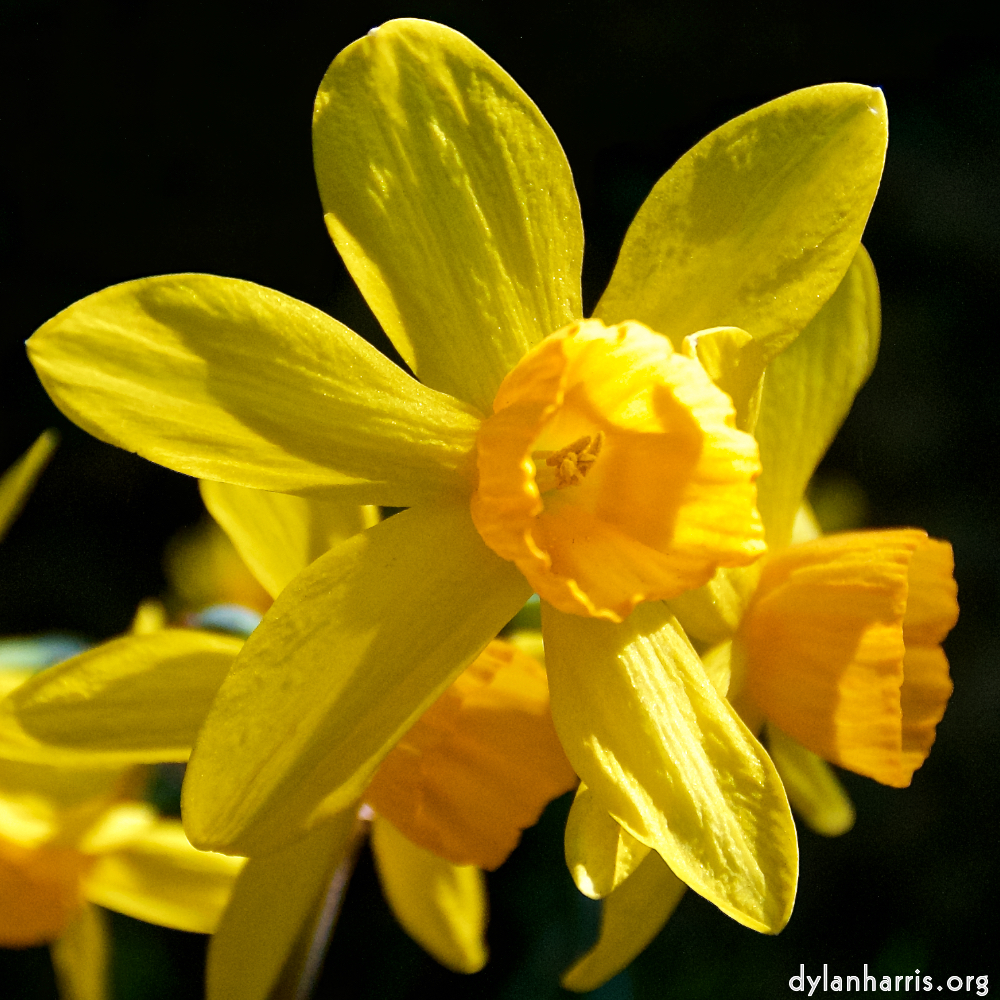 image: This is ‘
escher blummen (lxxxiv) 8
’.