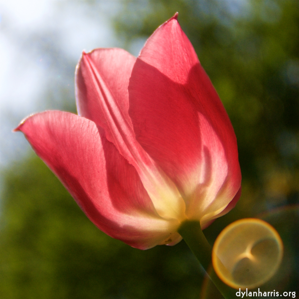 image: This is ‘
escher blummen (lxxxiv) 9
’.