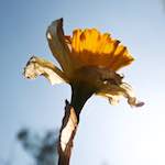 image: Image from the photoset ‘
escher blummen (lxxxiv)
’.