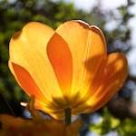 image: Image from the photoset ‘
escher blummen (lxxxiv)
’.