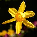 image: Image from the photoset ‘
escher blummen (lxxxiv)
’.