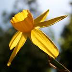 image: Image from the photoset ‘
escher blummen (lxxxiv)
’.