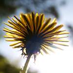 image: Image from the photoset ‘
escher blummen (lxxxiv)
’.