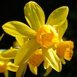 image: Image from the photoset ‘
escher blummen (lxxxiv)
’.