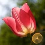 image: Image from the photoset ‘
escher blummen (lxxxiv)
’.