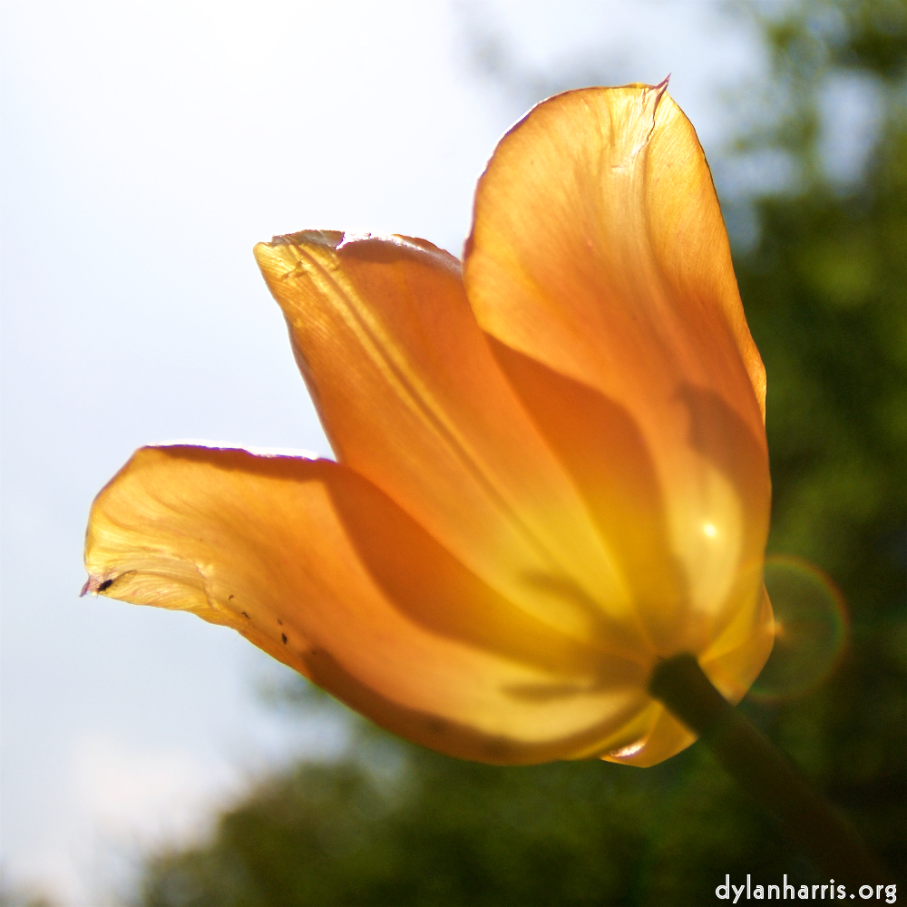 image: This is ‘
escher blummen (lxxxv) 1
’.