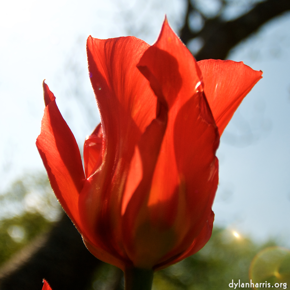 image: This is ‘
escher blummen (lxxxv) 2
’.