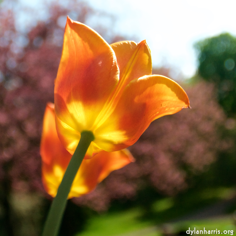 image: This is ‘
escher blummen (lxxxv) 8
’.